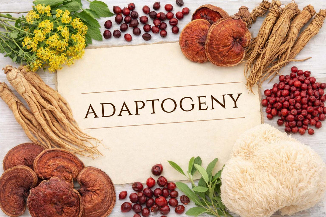 Adaptogeny co to jest