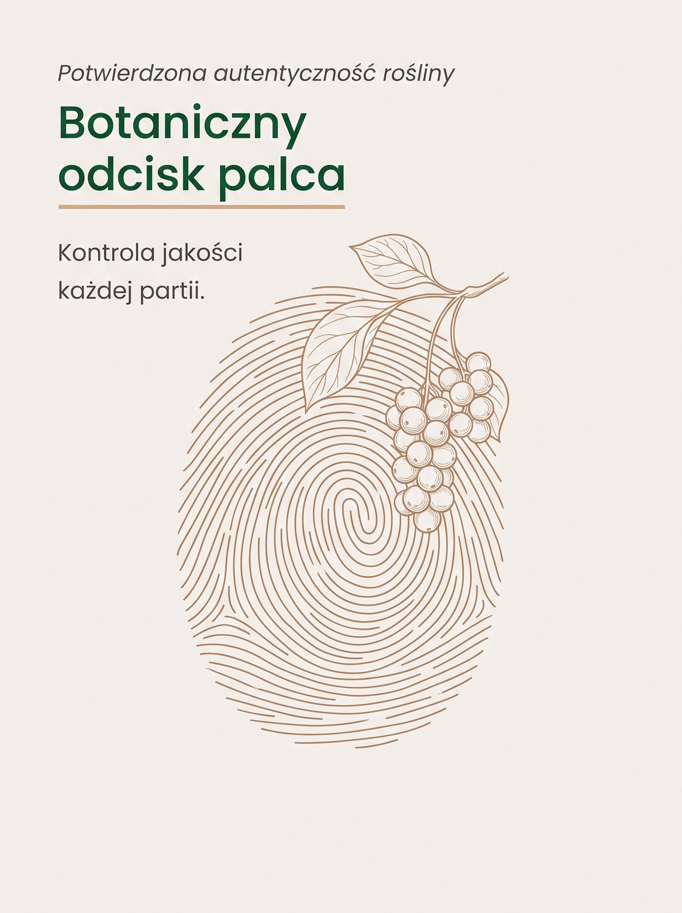 Cytryniec Chiński - Schisandra
