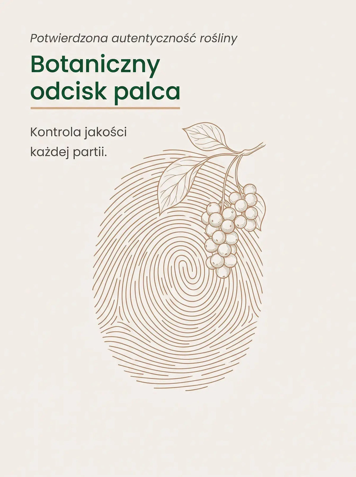 Cytryniec Chiński - Schisandra Krople 30 ml Sklep Adaptogeny.pl