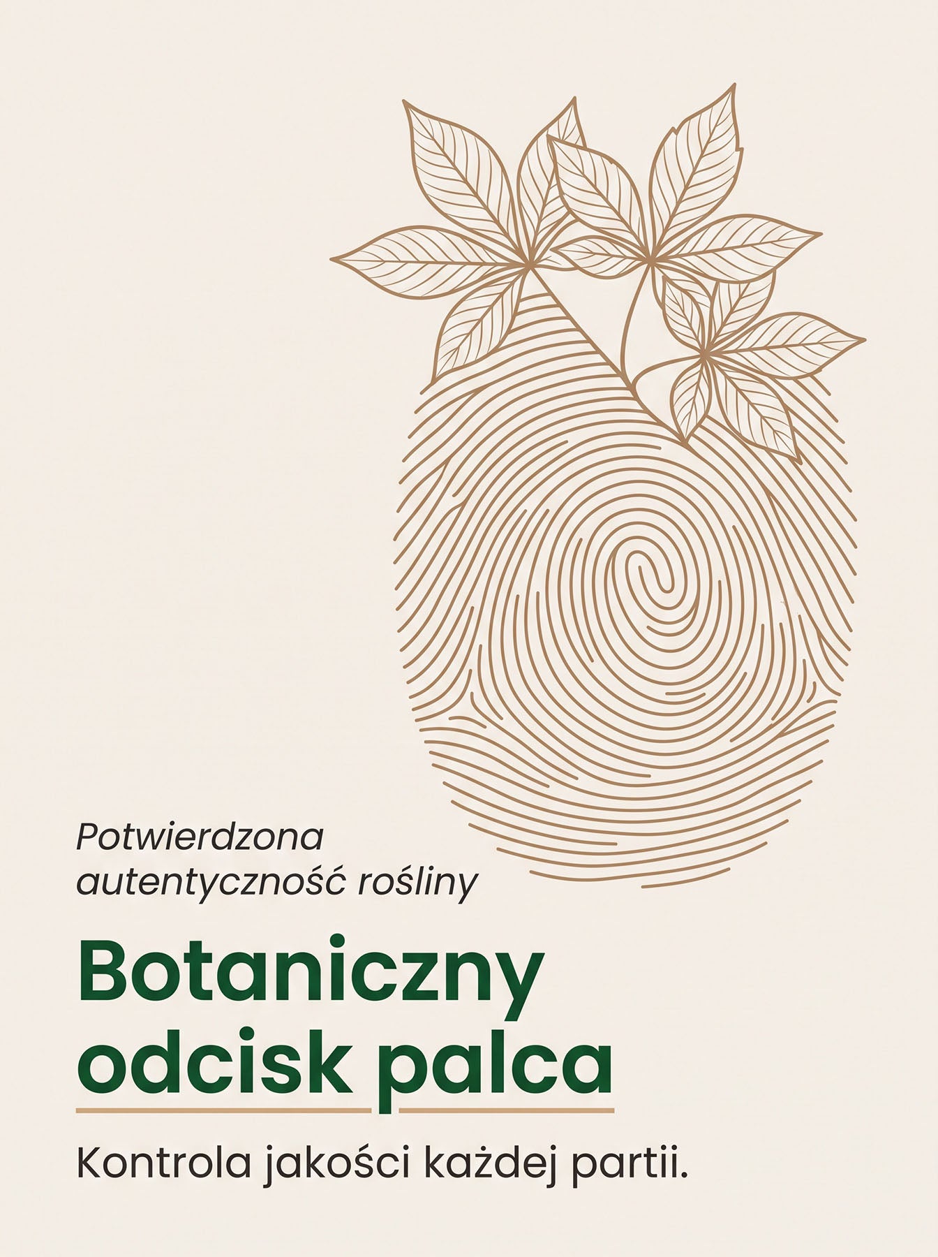 Żeń-Szeń Syberyjski - Eleuthero