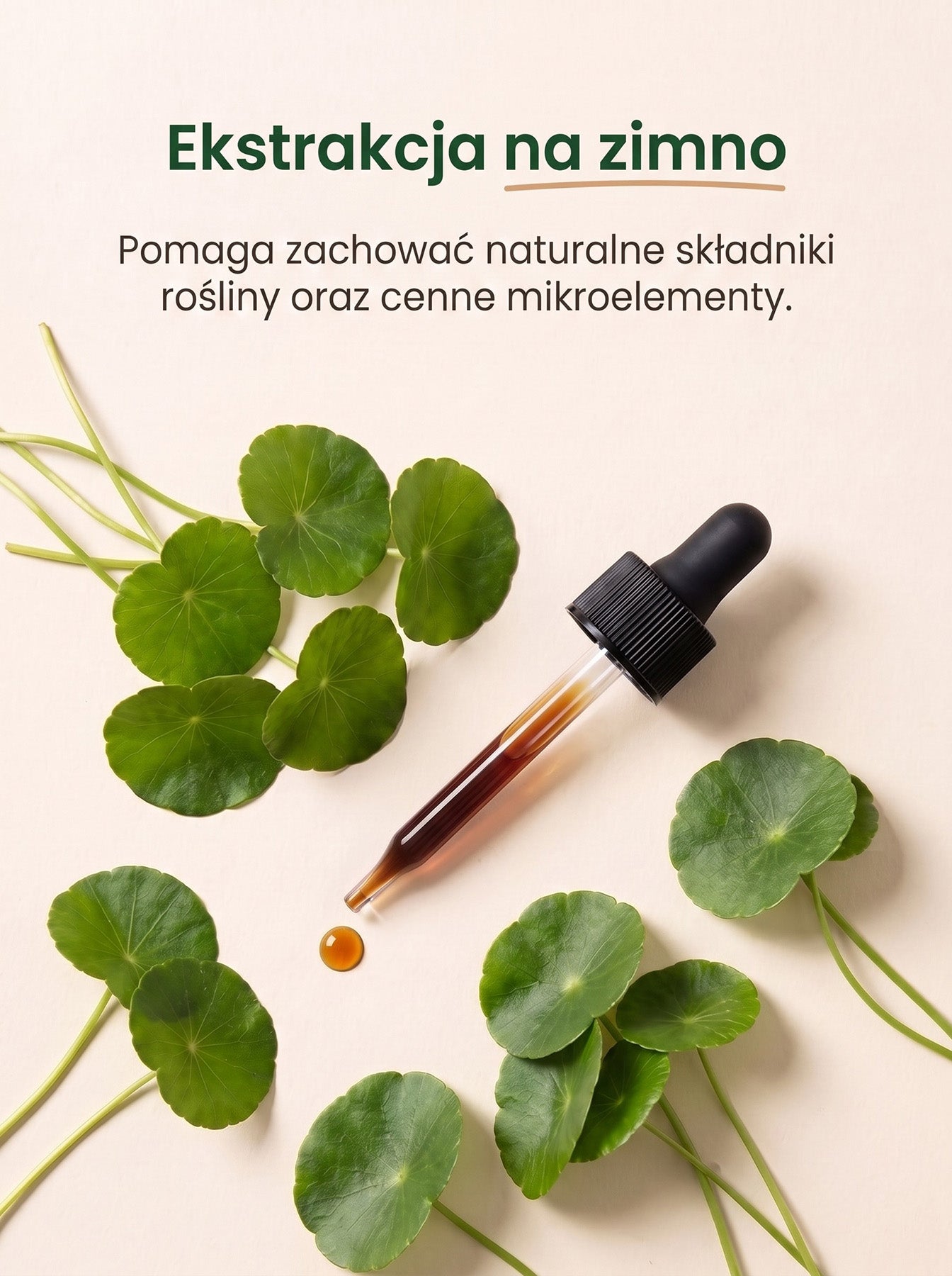 Gotu Kola - Wąkrotka azjatycka