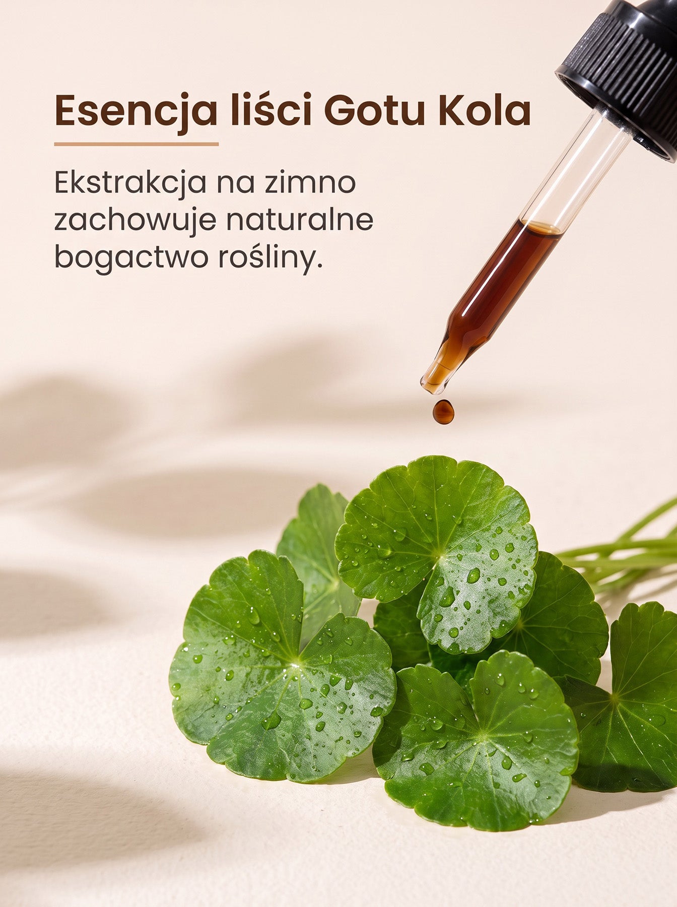 Gotu Kola - Wąkrotka azjatycka