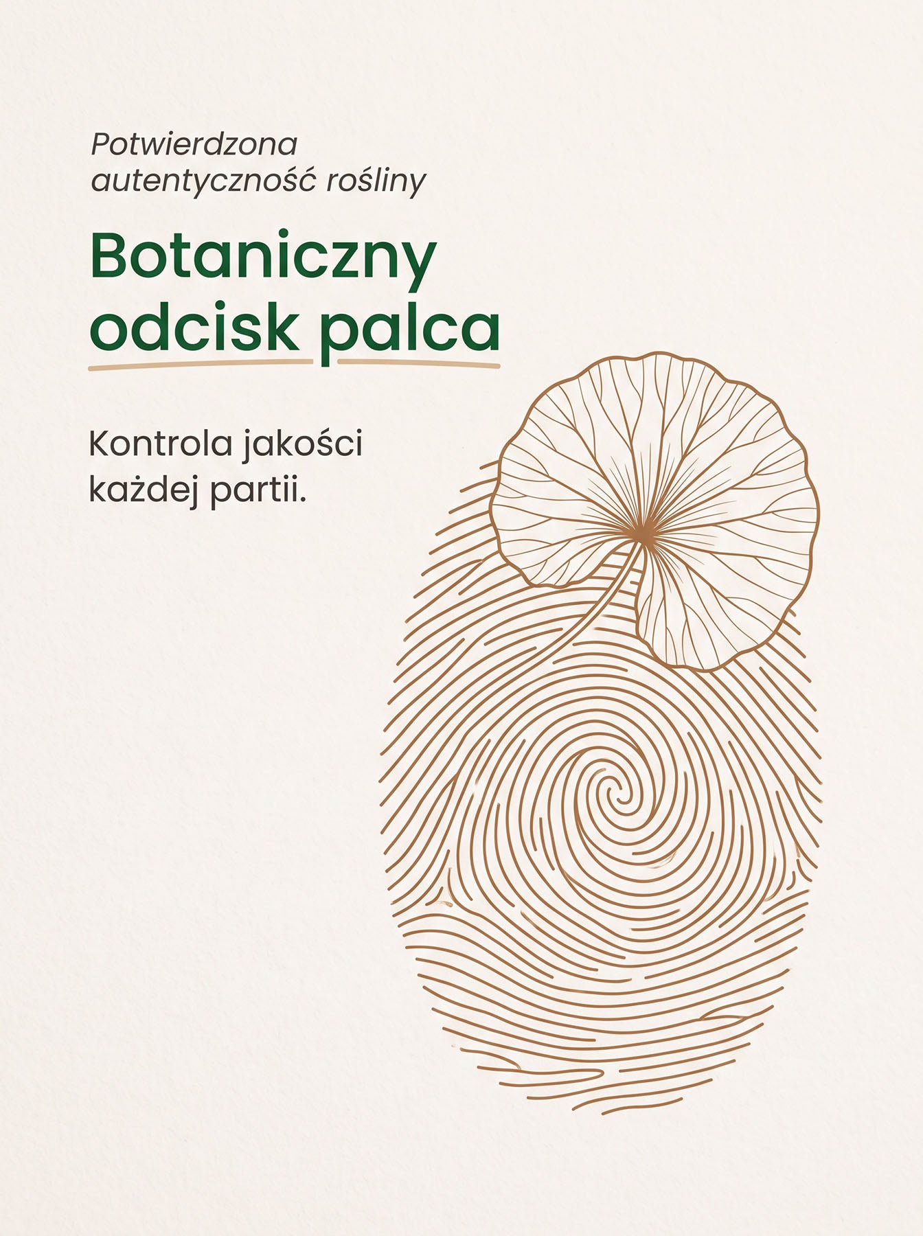 Gotu Kola - Wąkrotka azjatycka
