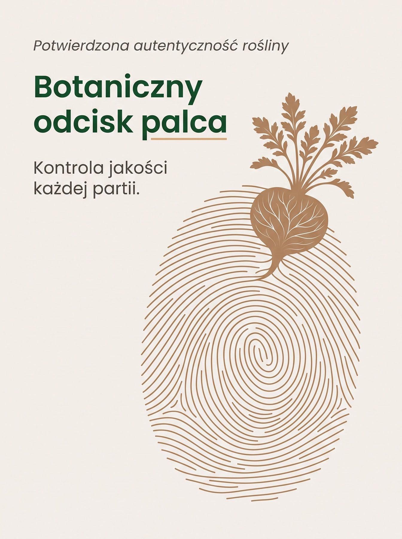 Maca