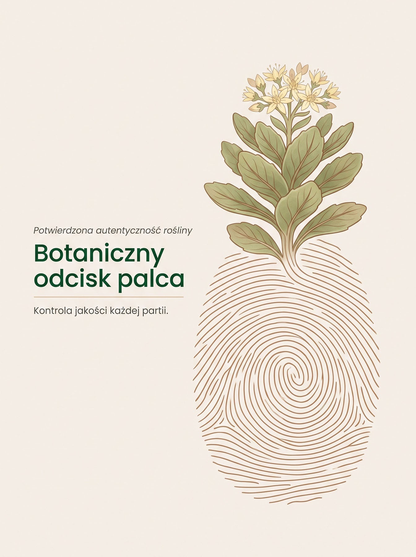 Różeniec Górski - Rhodiola Rosea