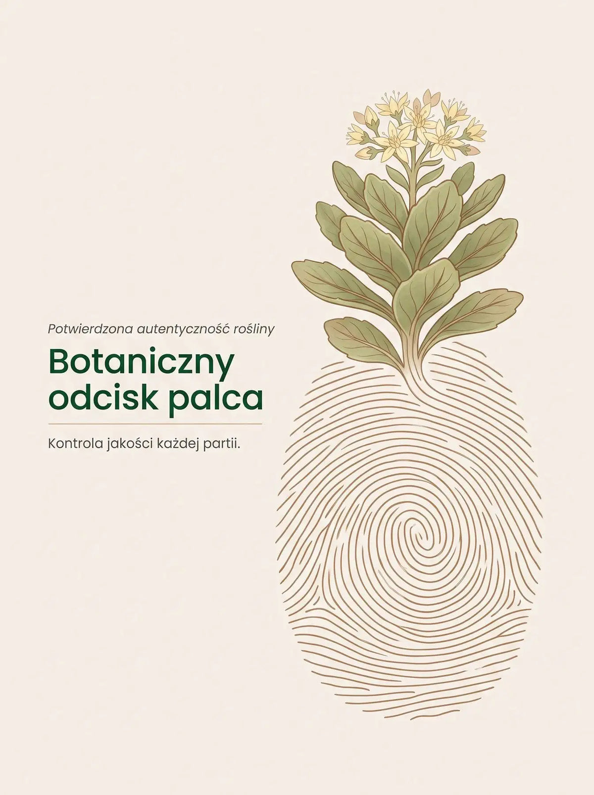 [krople] Różeniec Górski - Rhodiola Rosea Krople 30 ml Sklep Adaptogeny.pl