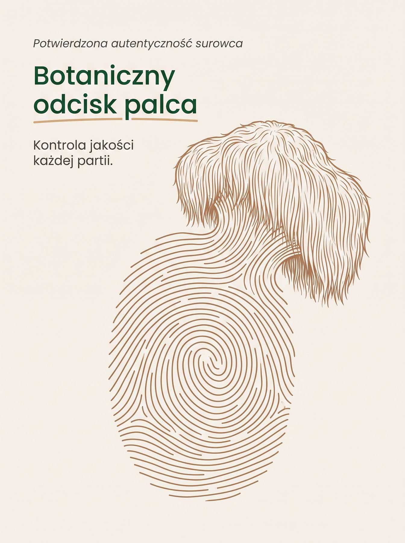 Lion's Mane - Soplówka Jeżowata