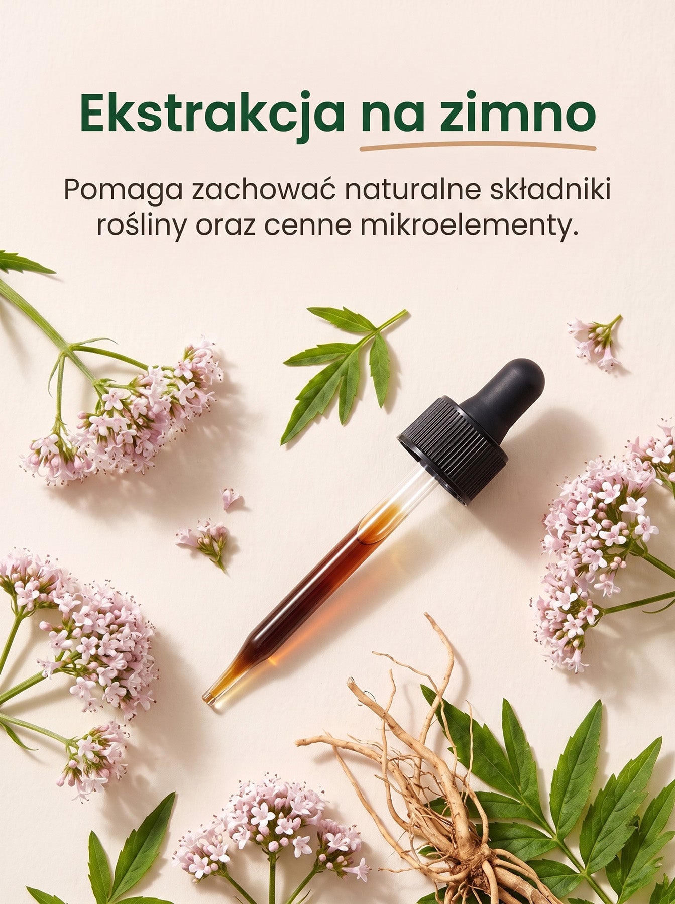 Waleriana - Kozłek Lekarski - Valerian