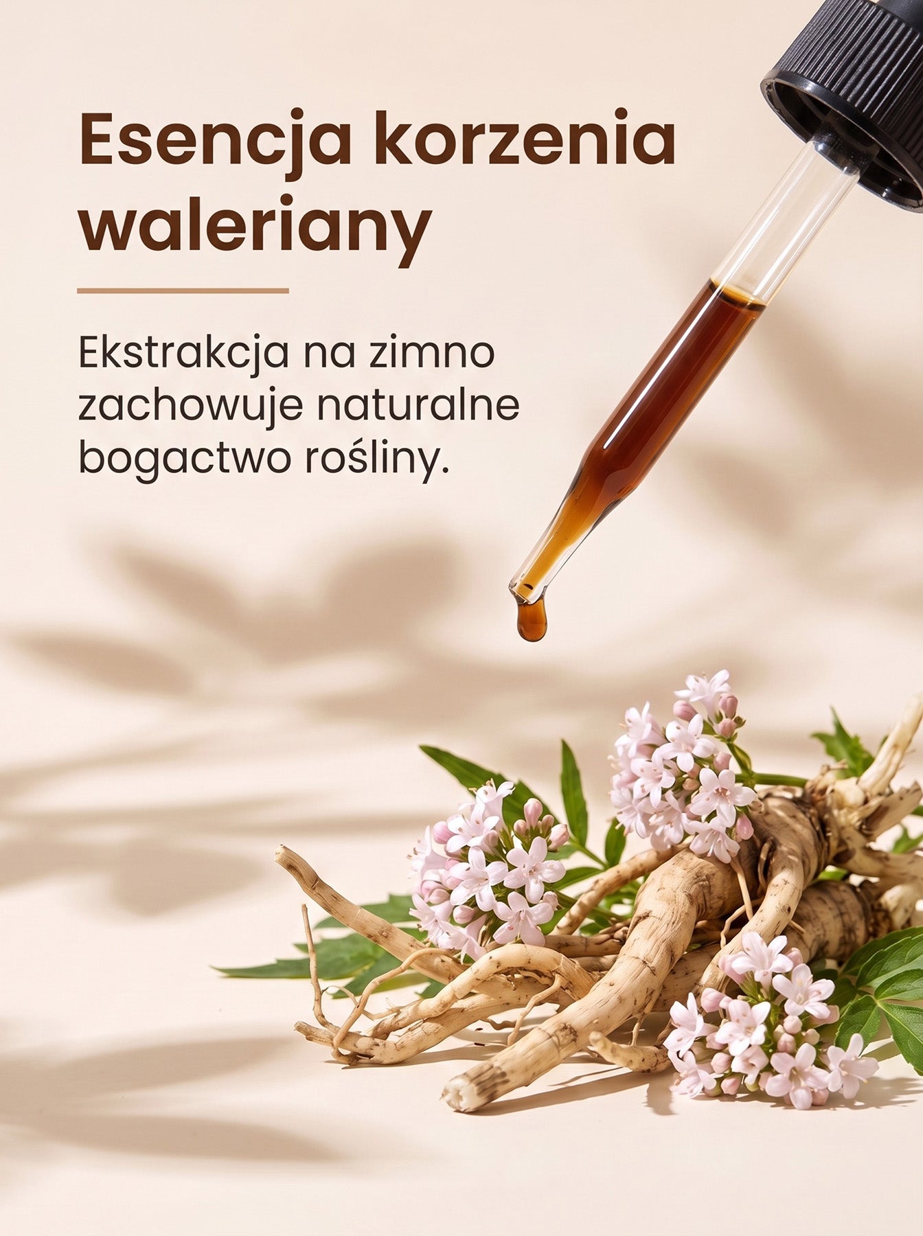 Waleriana - Kozłek Lekarski - Valerian