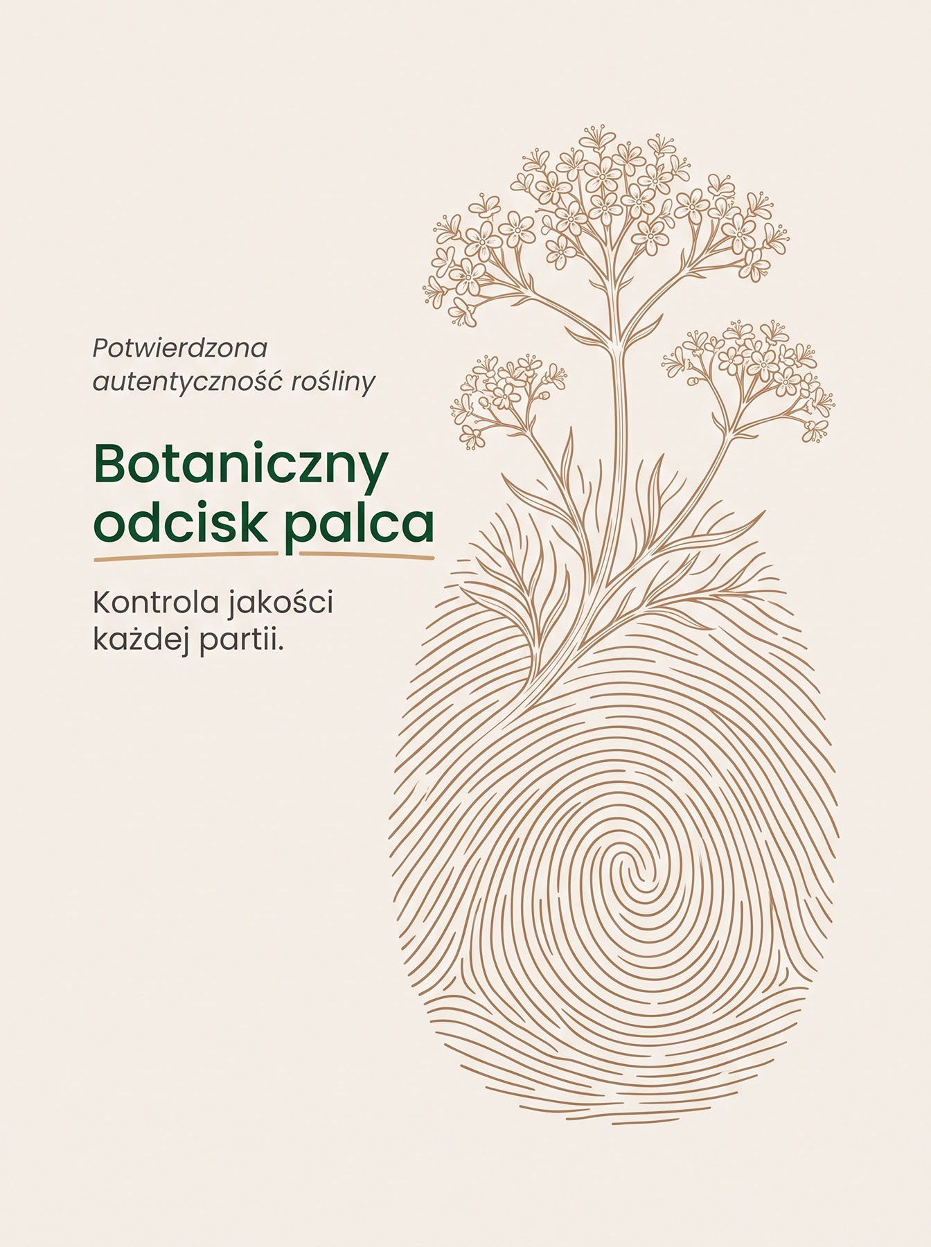 Waleriana - Kozłek Lekarski - Valerian