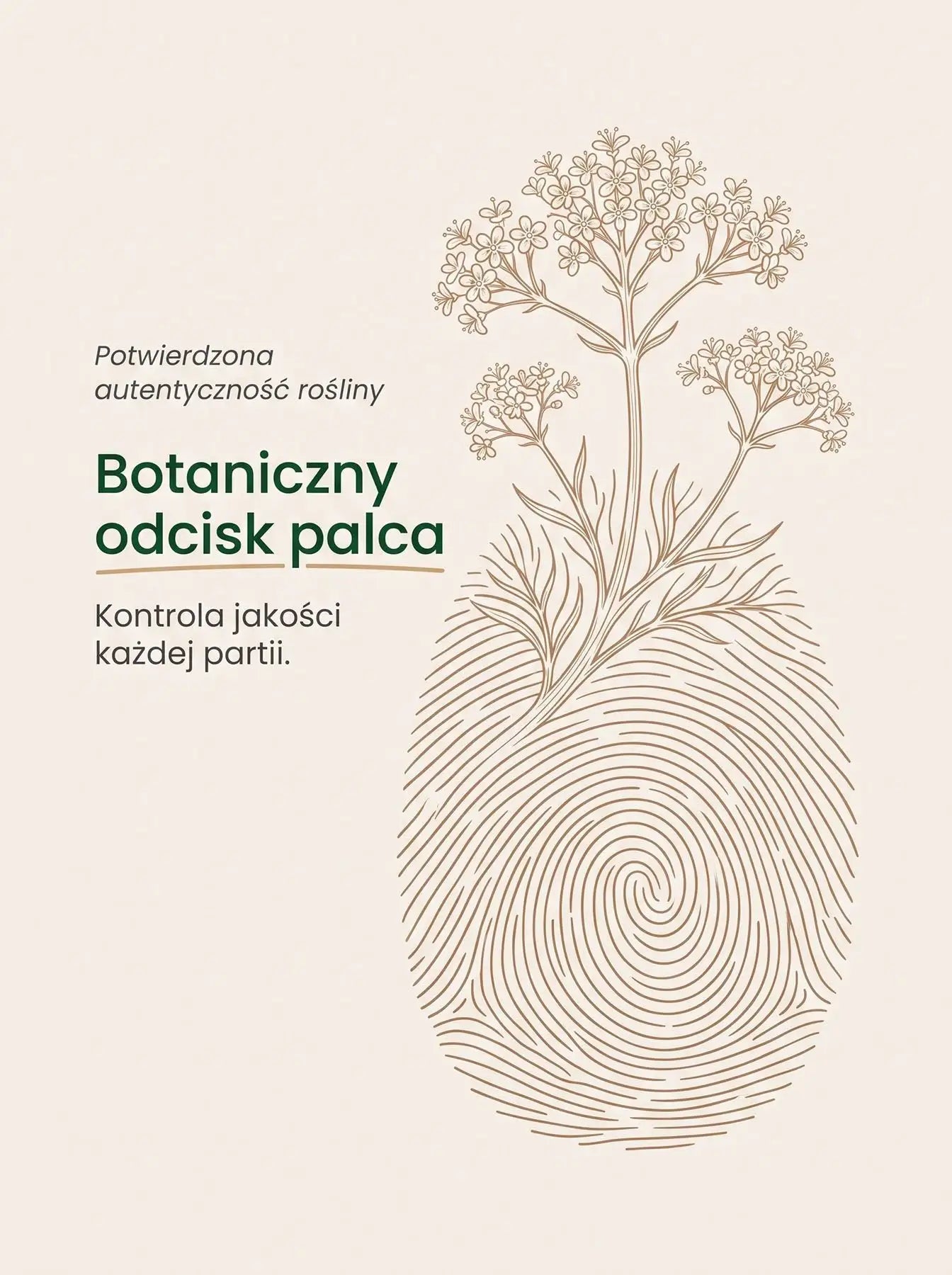 Waleriana - Kozłek Lekarski - Valerian Krople 30 ml Sklep Adaptogeny.pl