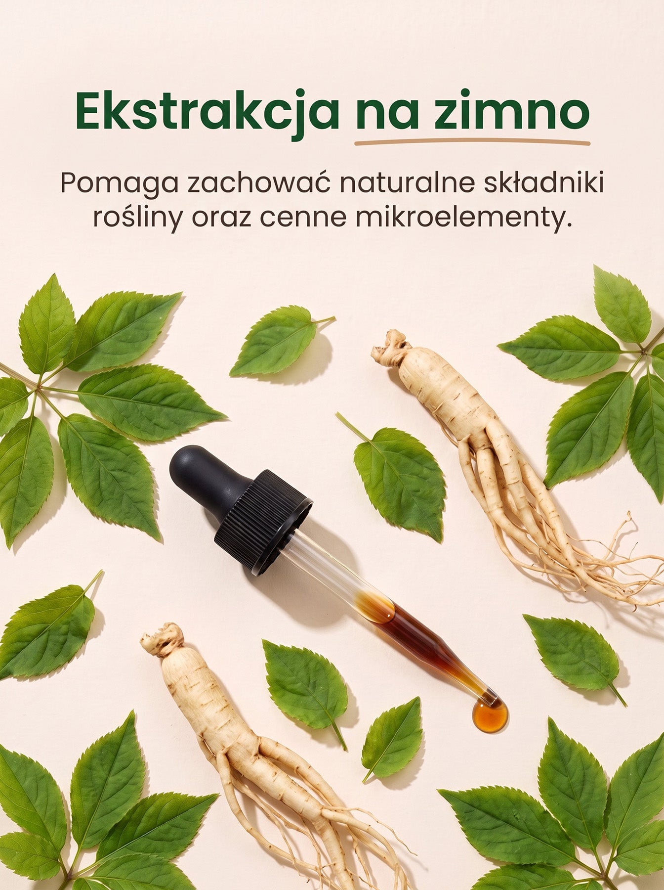 Żeń-Szeń Amerykański - American Ginseng