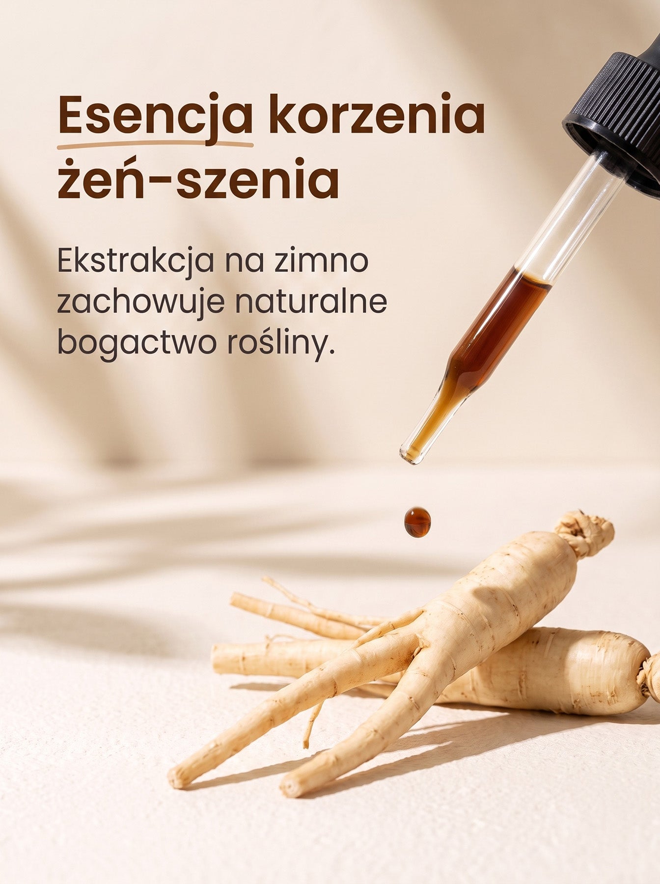Żeń-Szeń Amerykański - American Ginseng