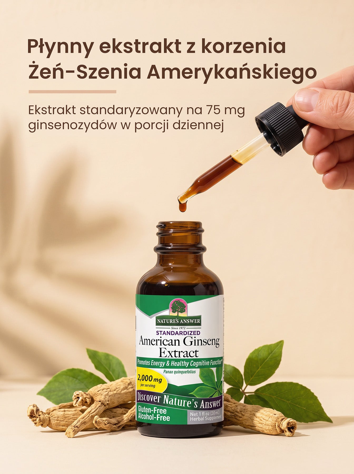 Żeń-Szeń Amerykański - American Ginseng