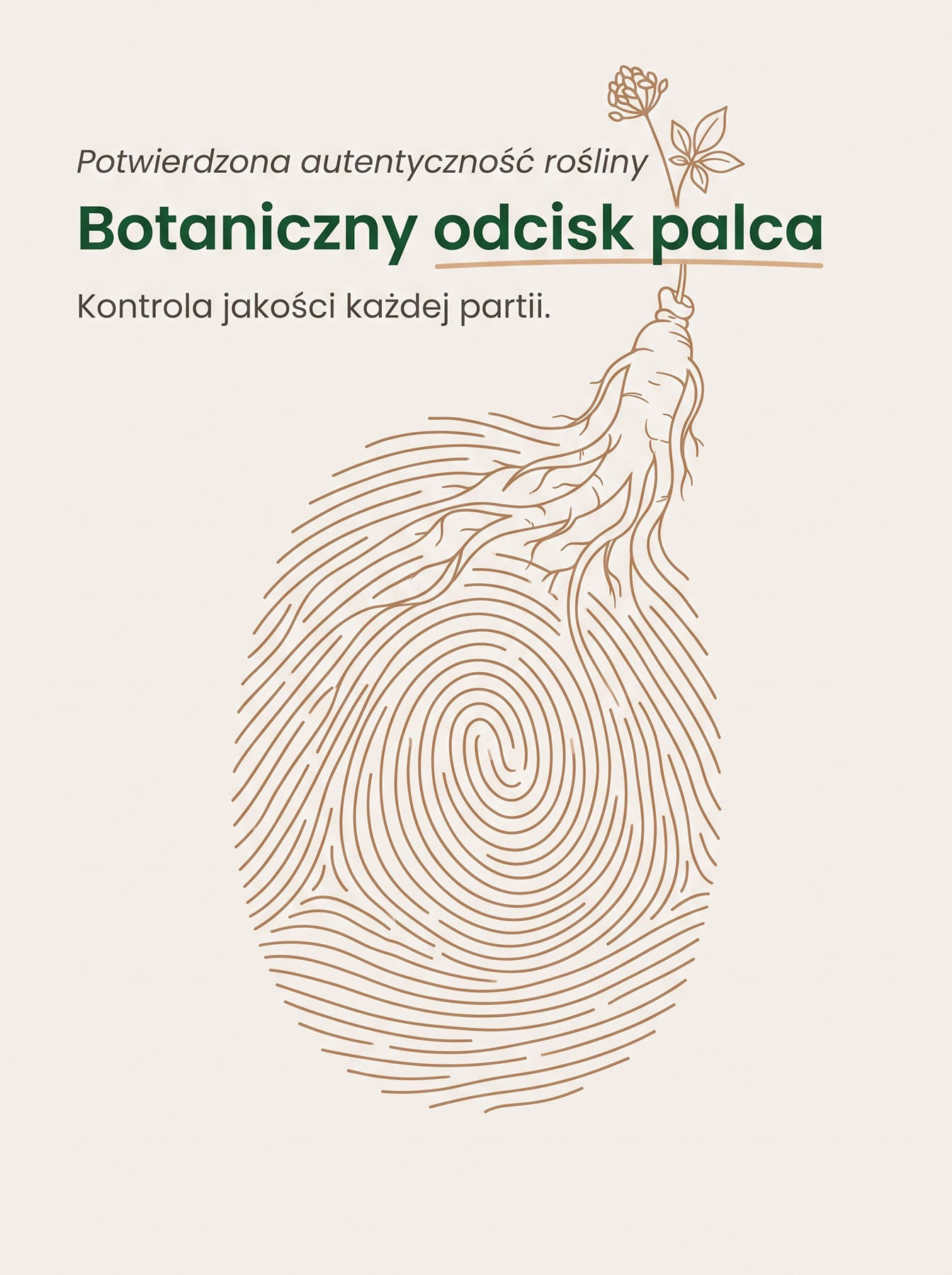 Żeń-Szeń Amerykański - American Ginseng