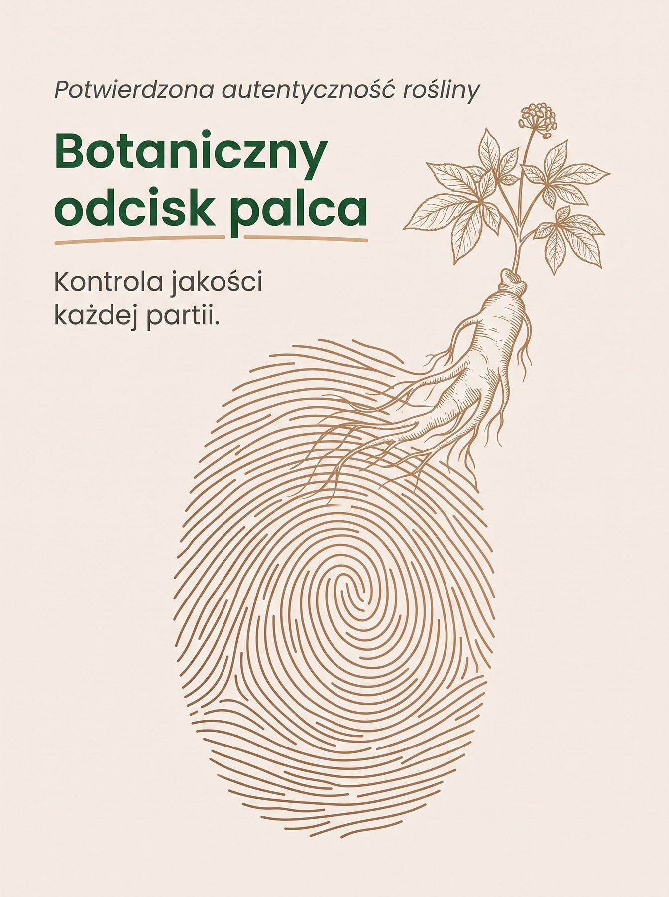 Żeń-Szeń Koreański - Korean Ginseng