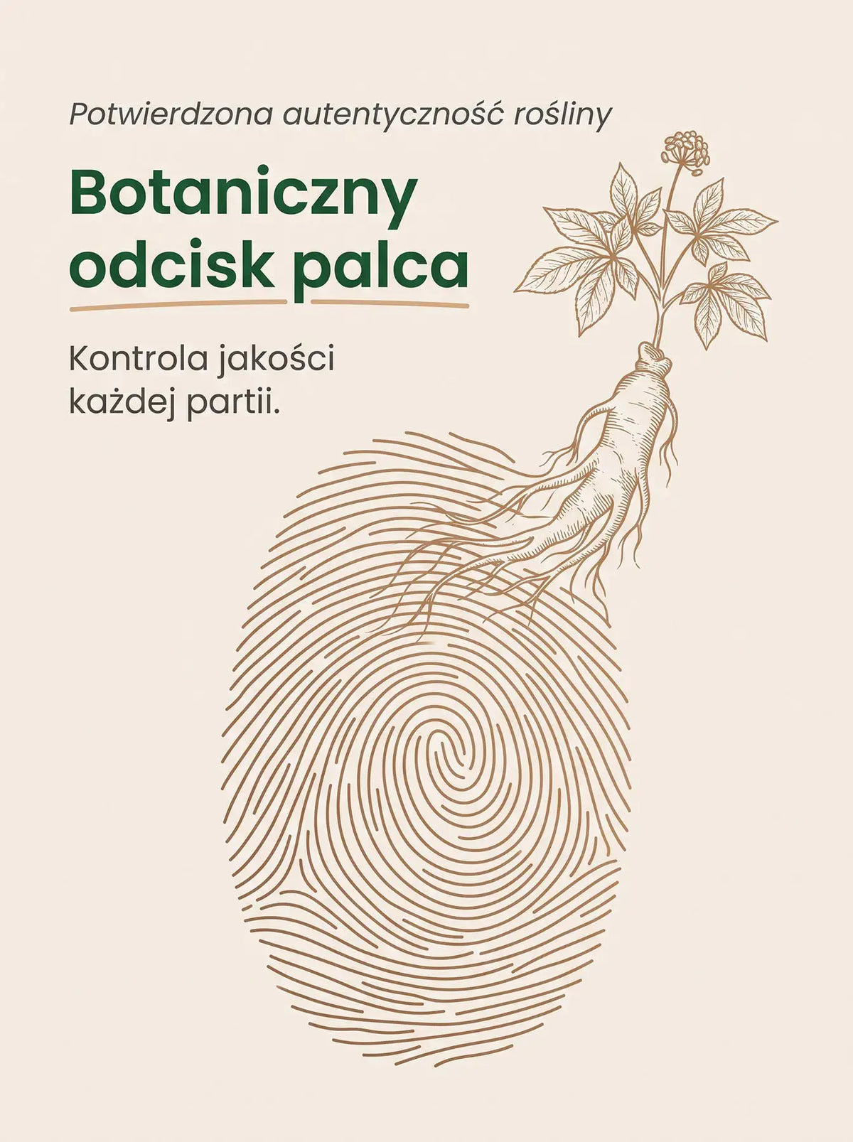 Żeń-Szeń Koreański - Korean Ginseng Kapsułki 50 kapsułek Sklep Adaptogeny.pl