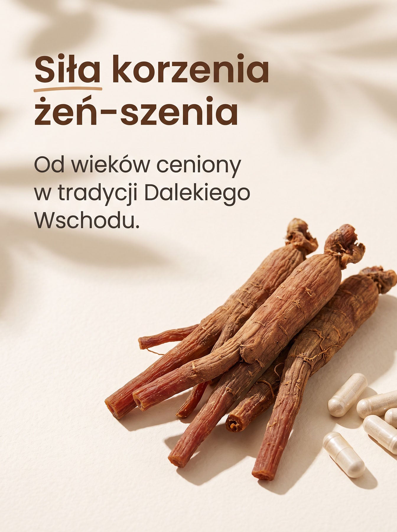 Żeń-Szeń Koreański - Korean Ginseng